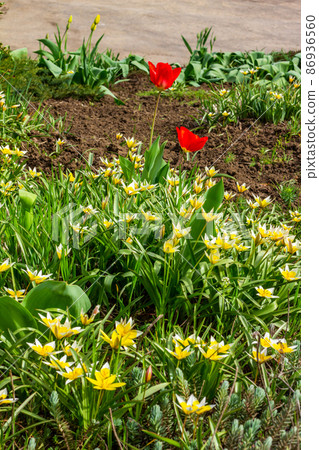 Flower bed in the park with lots of yellow and white flowers tulips tarda in spring. Flower bed in the park with lots of yellow and white flowers tulips tarda in spring. 86936560