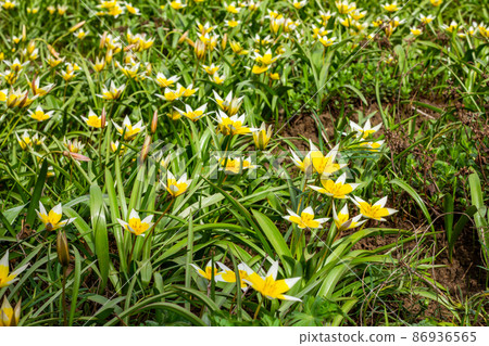 Flower bed in the park with lots of yellow and white flowers tulips tarda in spring. Flower bed in the park with lots of yellow and white flowers tulips tarda in spring. 86936565