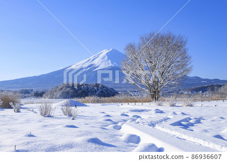 Oishi Park with snowy scenery Lake Kawaguchi 86936607