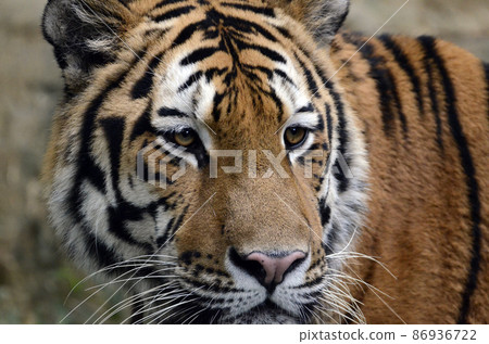 A tiger 86936722