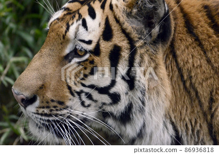 A tiger A tiger 86936818