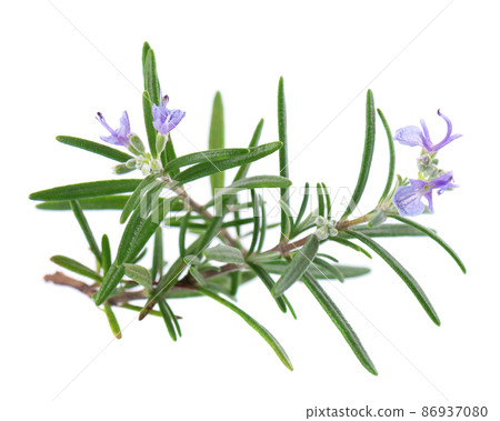Sprig rosemary with flower isolated on white background. Fresh rosemary branch. 86937080