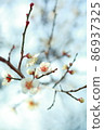 white plum blossom white plum blossom 86937325
