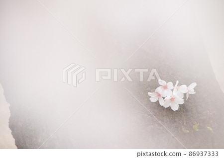 櫻花溫柔的風景 86937333