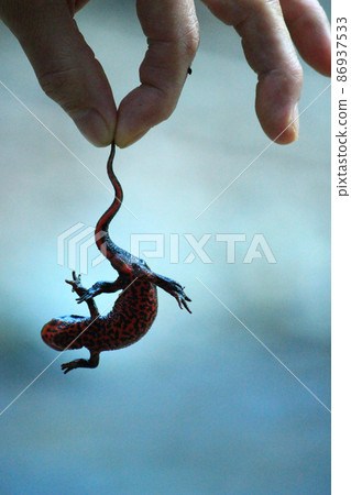 A man catching a creature from the river A man catching a creature from the river 86937533