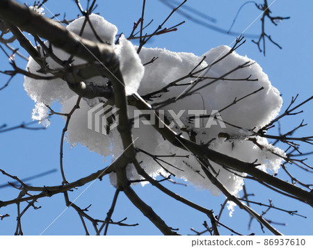 Snow makeup in a grove 86937610
