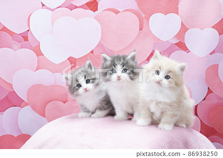 Heart back and 3 kittens (Norwegian Forest Cat) 86938250