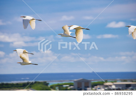 Shirajiri Shirajiri 86938295