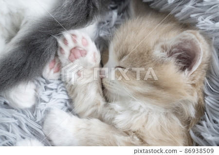 Kitten sleeping in a fluffy bed (Norwegian Forest Cat) 86938509