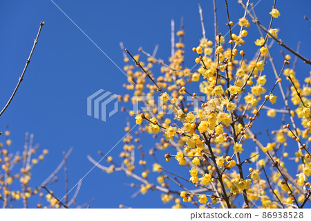 Blue sky and yellow Japanese allspice flowers 86938528