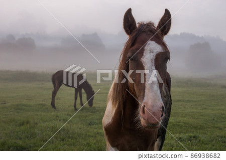 brown horse and foal in the fog on a summer morning in the meadow brown horse and foal in the fog on a summer morning in the meadow 86938682