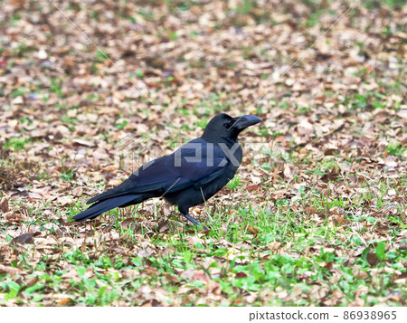 瓢蟲玻璃 瓢蟲玻璃 86938965