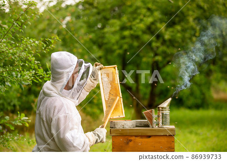 Beekeeping concept, beekeeper looks after bees, the bees checks, checks honey, beekeeper exploring honeycomb Beekeeping concept, beekeeper looks after bees, the bees checks, checks honey, beekeeper exploring honeycomb 86939733