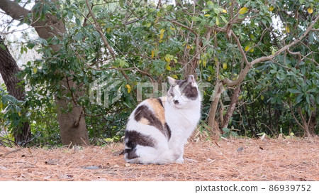 Calico cat with bad eyesight 86939752