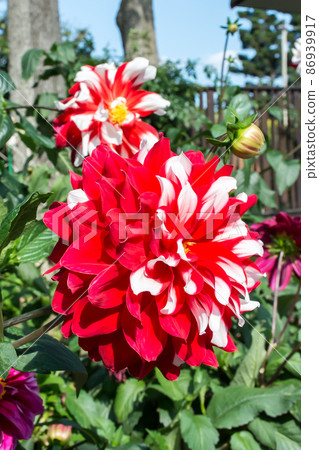 Blooming dali flower Blooming dali flower 86939917