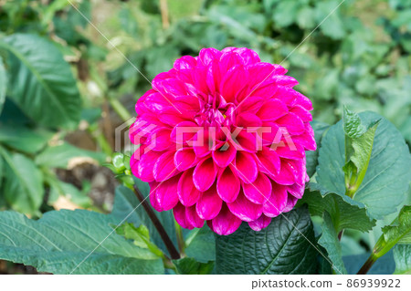 Blooming dali flower Blooming dali flower 86939922