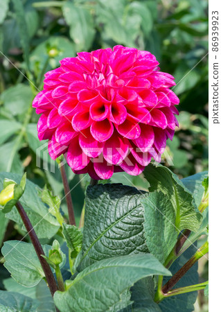 Blooming dali flower Blooming dali flower 86939923