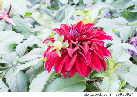 Blooming dali flower Blooming dali flower 86939924