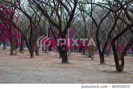 magenta Bougainvillea Blooming flowers and Bougainvillea tree in park,Saphan Hin Thailand on May 20,2021 magenta Bougainvillea Blooming flowers and Bougainvillea tree in park,Saphan Hin Thailand on May 20,2021 86940603