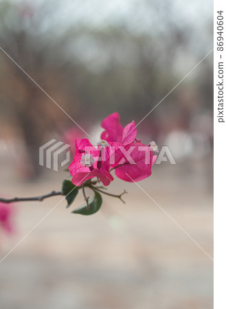 close-up Magenta Bougainvillea Blooming flowers and bougainvillea tree in summer close-up Magenta Bougainvillea Blooming flowers and bougainvillea tree in summer 86940604