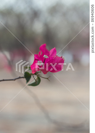 close-up Magenta Bougainvillea Blooming flowers and bougainvillea tree in summer close-up Magenta Bougainvillea Blooming flowers and bougainvillea tree in summer 86940606