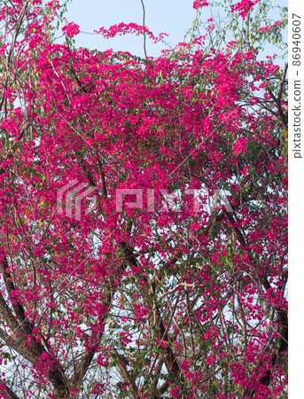 Magenta Bougainvillea Blooming flowers and bougainvillea tree in summer. wallpaper Bougainvillea texture pattern background. Magenta Bougainvillea Blooming flowers and bougainvillea tree in summer. wallpaper Bougainvillea texture pattern background. 86940607