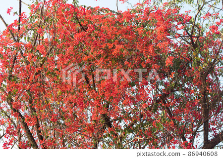 orange Magenta Bougainvillea Blooming flowers and bougainvillea tree in summer. wallpaper Bougainvillea texture pattern background. orange Magenta Bougainvillea Blooming flowers and bougainvillea tree in summer. wallpaper Bougainvillea texture pattern background. 86940608