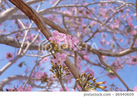 Tabebuia rosea or Rosy Trumpet Tree flower blooming in spring season and blue sky background Tabebuia rosea or Rosy Trumpet Tree flower blooming in spring season and blue sky background 86940609