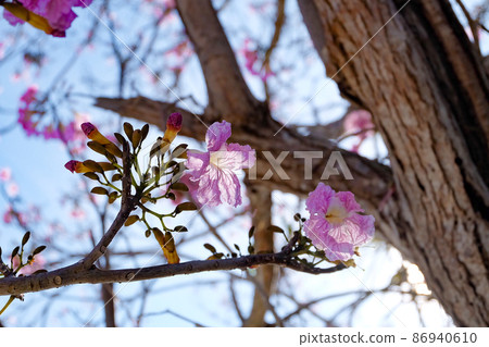 silhouette Tabebuia rosea or Rosy Trumpet Tree flower blooming in spring season and blue sky background 86940610