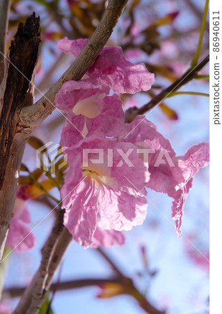 Tabebuia rosea or Rosy Trumpet Tree flower blooming in spring season and blue sky background Tabebuia rosea or Rosy Trumpet Tree flower blooming in spring season and blue sky background 86940611
