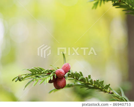 Fruit of high inugaya (Ezoinugaya) 86940753