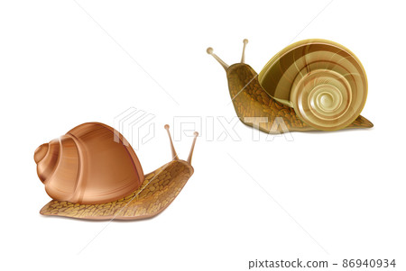 Vector Burgundy, Roman snails. French cuisine delicatessen Vector Burgundy, Roman snails. French cuisine delicatessen 86940934