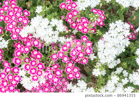 盛開的福祿考 86941355