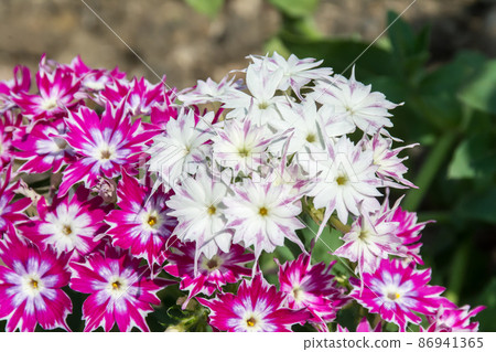 盛開的福祿考 86941365