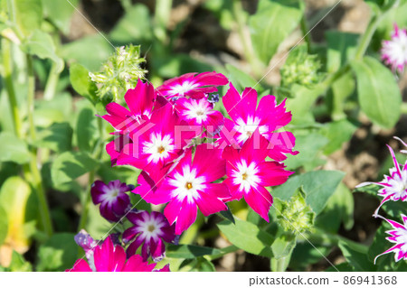 盛開的福祿考 86941368