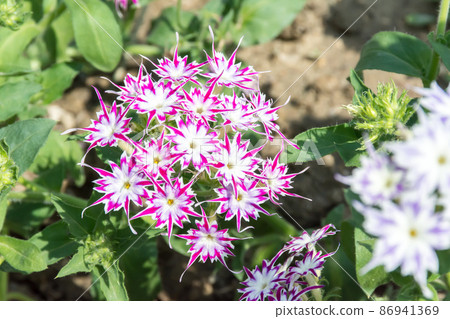 盛開的福祿考 86941369