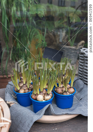 Bulbs and fresh sprouts of Grape hyacinth or Muscari flowers in pots in flower shop, springtime Bulbs and fresh sprouts of Grape hyacinth or Muscari flowers in pots in flower shop, springtime 86941599