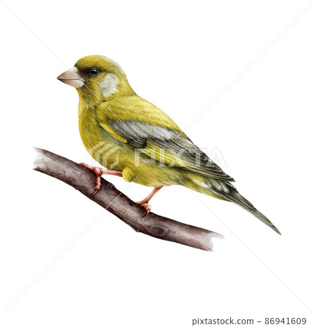 Greenfinch bird watercolor illustation. Realistic chloris chloris male avian image. Beautiful greenfinch on a tree branch. Europe small forest songbird. Green finch on white background Greenfinch bird watercolor illustation. Realistic chloris chloris male avian image. Beautiful greenfinch on a tree branch. Europe small forest songbird. Green finch on white background 86941609