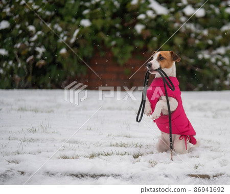 Jack Russell Terrier keeps a leash outdoors in winter. Dog in pink pet clothes. Jack Russell Terrier keeps a leash outdoors in winter. Dog in pink pet clothes. 86941692