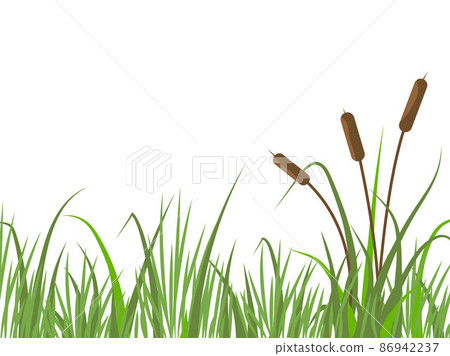 Nature background with reeds and grass. River... - Stock Illustration ...