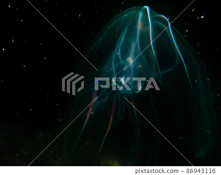 Sea walnut or comb jellyfish, Mnemiopsis leidyi. This is an invasive species in the Sound, the stretch of waters between Sweden and Denmark Sea walnut or comb jellyfish, Mnemiopsis leidyi. This is an invasive species in the Sound, the stretch of waters between Sweden and Denmark 86943116