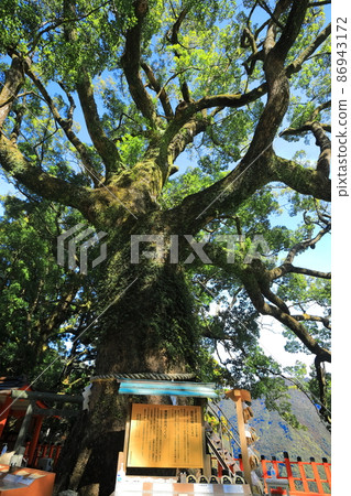 [和歌山縣]熊野那智大社禦野木（台內九栗） 86943172
