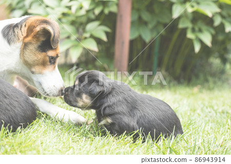 dog mum with puppy 86943914