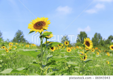 summer sunflowers summer sunflowers 86943943