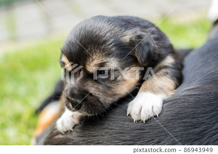 young dog puppy young dog puppy 86943949