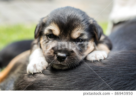 young dog puppy young dog puppy 86943950
