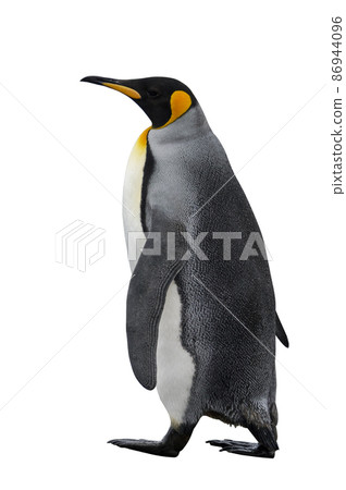 King penguin isolated on white 86944096
