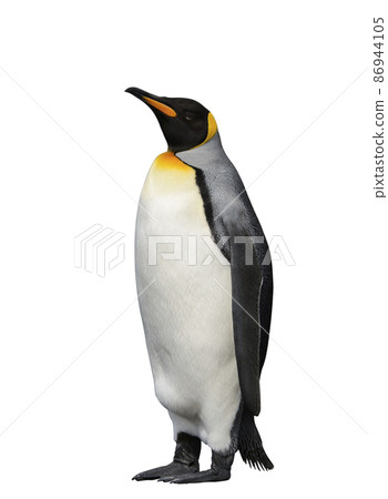 King penguin isolated on white 86944105