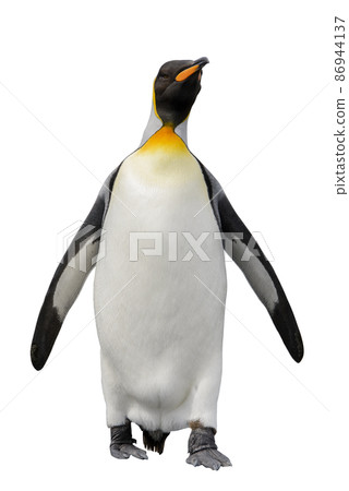 King penguin isolated on white 86944137