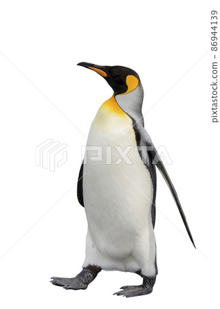 King penguin isolated on white King penguin isolated on white 86944139